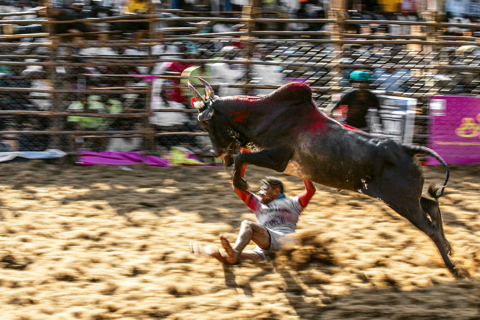 110 | Madurai 2019 | Jallikattu